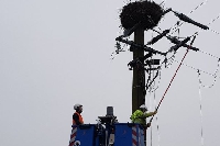 Douzy : une nouvelle coupure de courant en raison des cigognes 