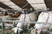 Foire agricole de Sedan : fièvre catarrhale , les concours ovins et bovins annulés  