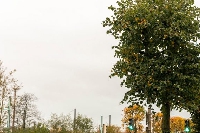 Charleville-Mézières s’attaque au développement de son patrimoine arboré à travers une Charte de l’arbre urbain
