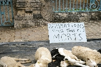 Des cadavres de moutons déposés devant la Préfecture des Ardennes pour illustrer le quotidien des éleveurs, ovins et bovins, face à la fièvre catarrhale