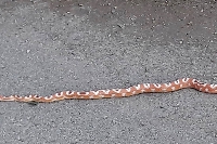 Château-Porcien : un serpent divague en pleine rue 