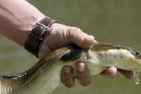 Il sera bientôt interdit de pêcher l’anguille dans les Ardennes 