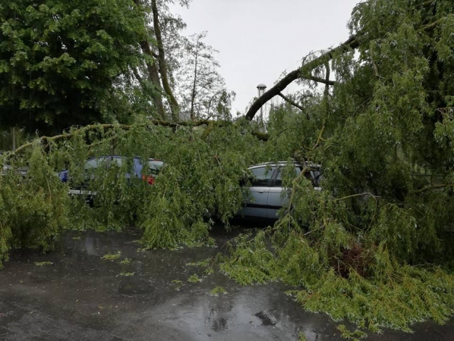 Sedan : Une famille échappe de peu au drame après la chute d'un arbre