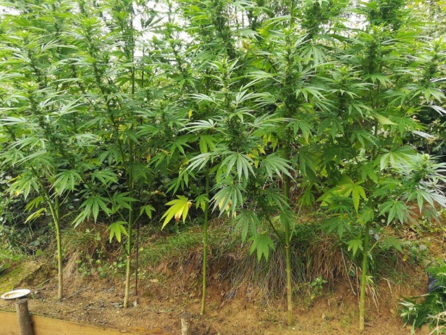 Floing : il cultivait du cannabis dans son jardin. 