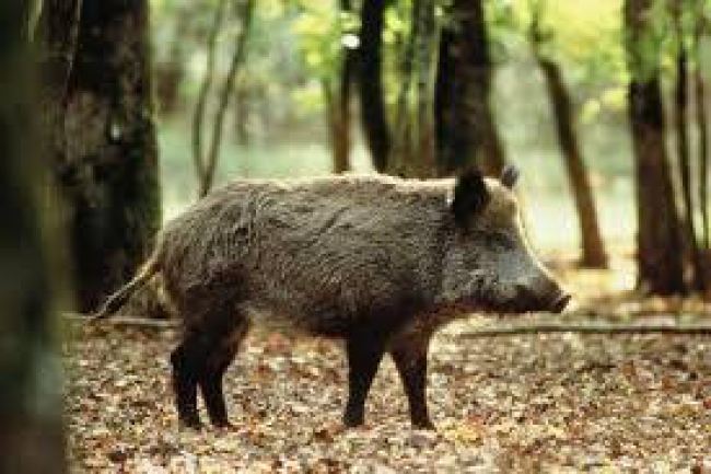 Mise en place d'un plan d'action dans les Ardennes, suite à la découverte de deux cas de peste porcine en Belgique. 
