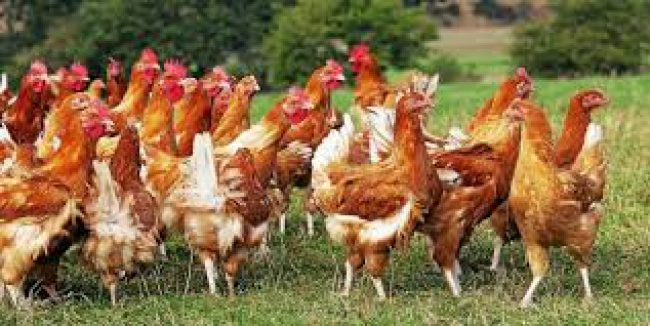 Un cas de grippe aviaire recensé dans les Ardennes 