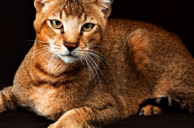 470 chats ,  dont le Chausie ,  attendus à l'expo Féline Internationale de Charleville-Mézières  