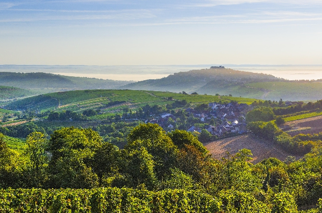Développement d'un vignoble dans les Ardennes avec 25 hectares de vignes d'ici 2023 et du vin d'Argonne d'ici 2025