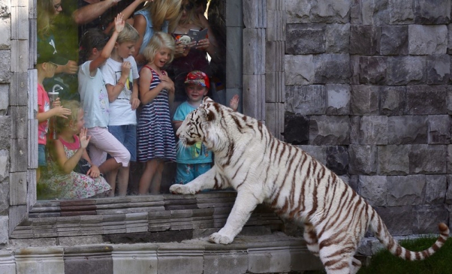 Le Parc Zoologique Pairi Daiza fête ses 30 ans ce samedi 11 mai avec l’ouverture d’un 9ème monde dédié au Japon