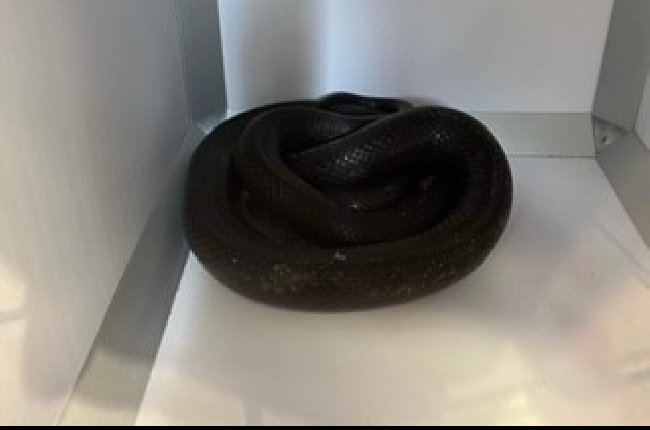 Un serpent découvert dans une cabine d'essayage d'un magasin de Charleville-Mézières 