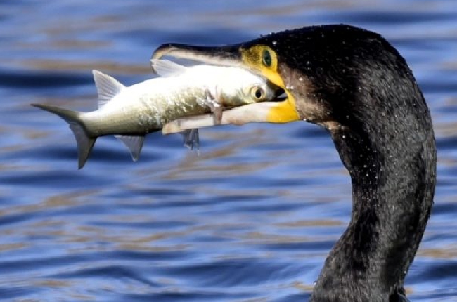 «  La régulation des cormorans de nouveau autorisée  » . Une bonne nouvelle pour le président de la Fédération de pêche des Ardennes  Michel Adam  