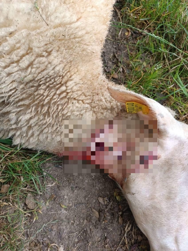 Nouvelle attaque de moutons dans les Ardennes, suspicion d'une attaque de loup