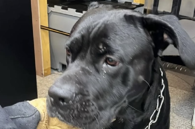 Givet  : Un chien chute de 10 mètres dans les remparts du Fort de Charlemont 