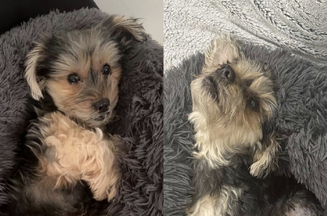 Sedan : Son chien se fait attaquer (et tuer) par un molosse, la police refuse de prendre sa plainte