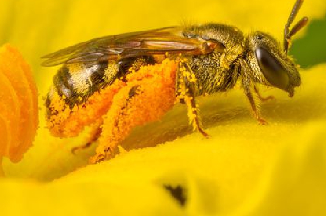 Loi Duplomb : Le fossé se creuse entre les politiques et agriculteurs d'un côté, et les apiculteurs et défenseurs de l'environnement de l'autre