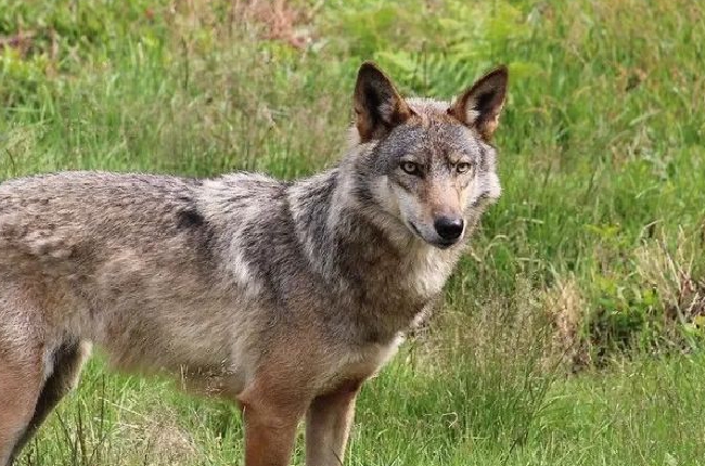 Ardennes : Un loup retrouvé mort sur l'A34 ?