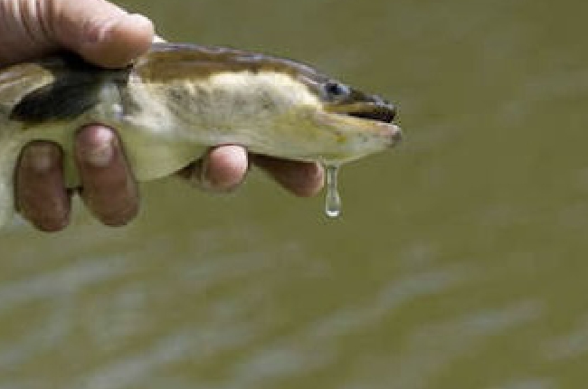 Il sera bientôt interdit de pêcher l’anguille dans les Ardennes 