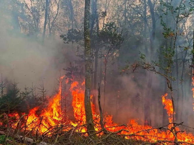 Ardennes : Incendie ce week end à Monthérmé 95 hectares brulés