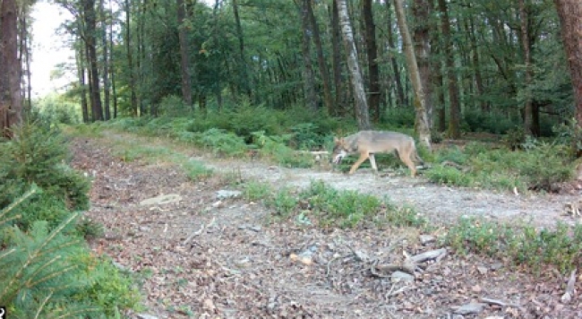 Situation du loup dans le département des Ardennes