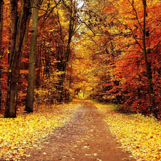 Ardennes:   L'automne a officiellement débuté cette nuit à 2h05 du matin